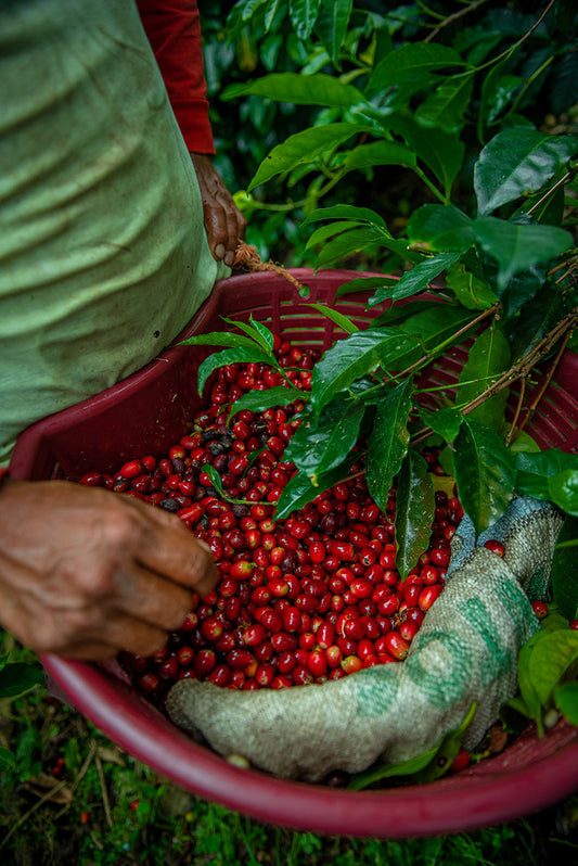Panama Esmeralda Landrace Blend