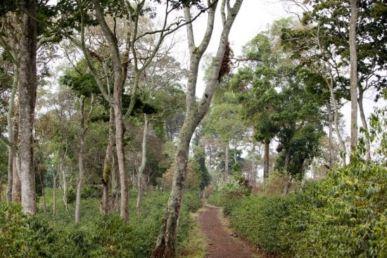 Ethiopia Gesha Village Lot 24/E-14