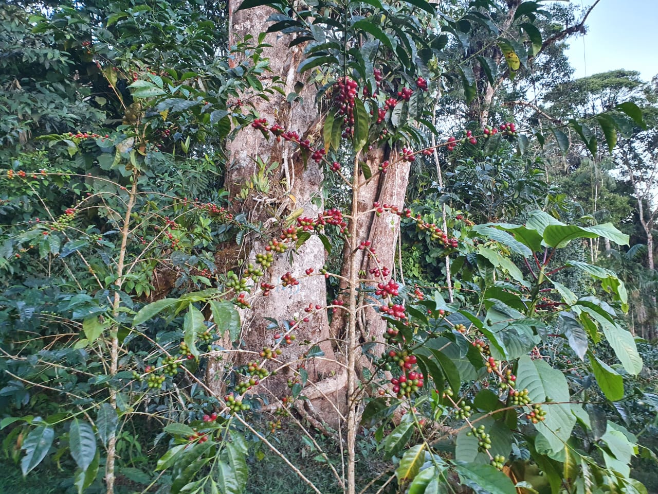 Peru Marin Family - Black Honey Geisha