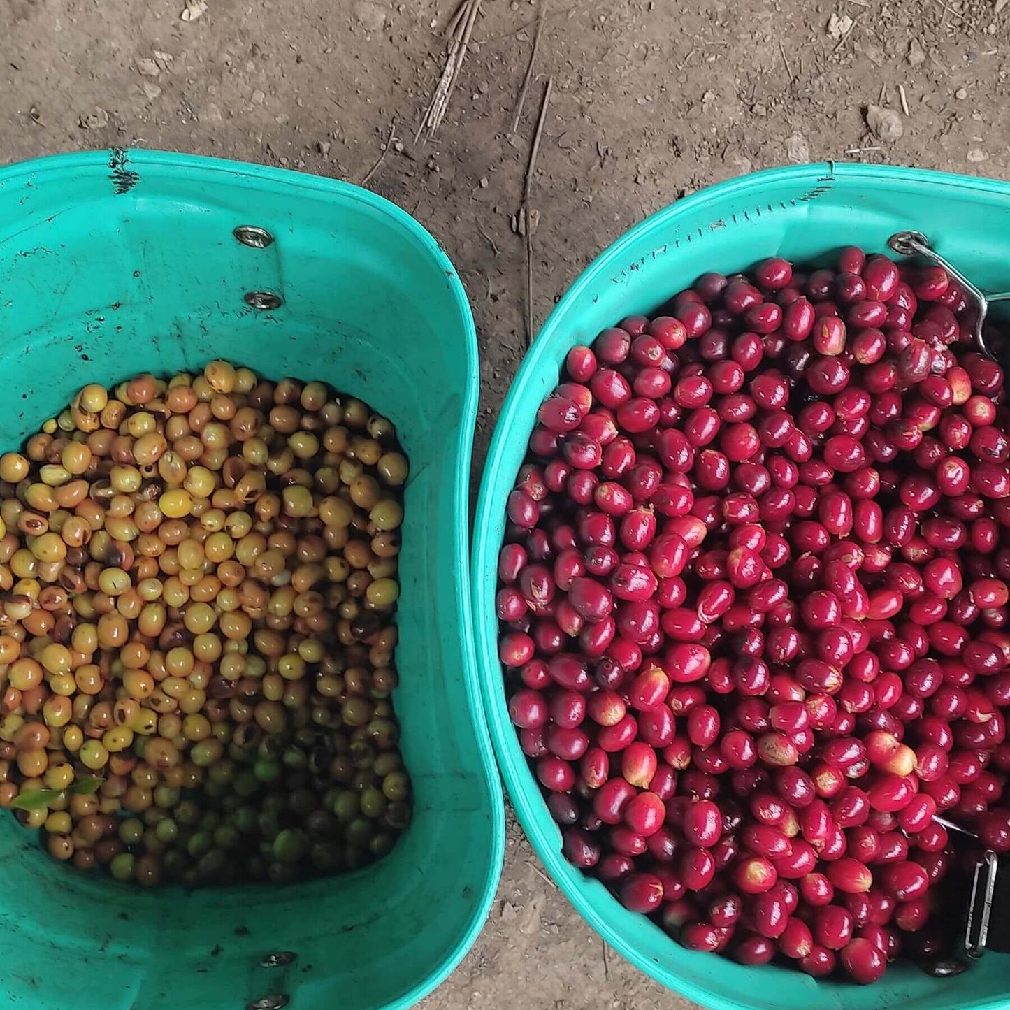 Peru Finca La Trinidad